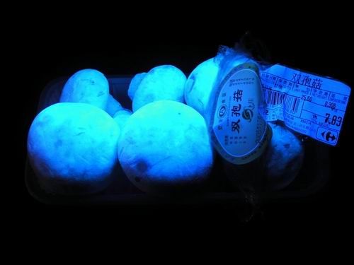 运用了荧光增白剂的蘑菇在紫外线灯照射下!