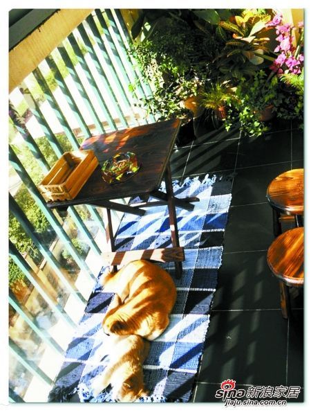 阳台上的花草和打盹的狗狗