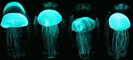 海洋之家 纯天然零耗电的海洋水母灯（组图） 