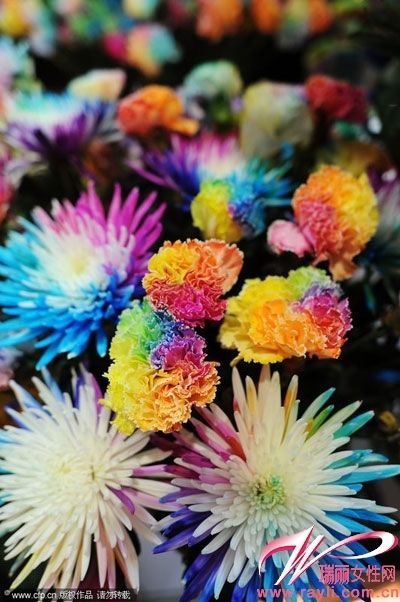 荷兰特殊染色技术处理的美艳鲜花