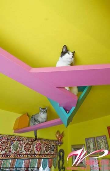 猫咪们在它们的专属空间嬉戏玩耍