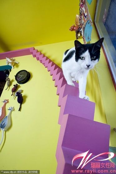 猫咪专用楼梯