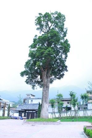 青龙寺古树
