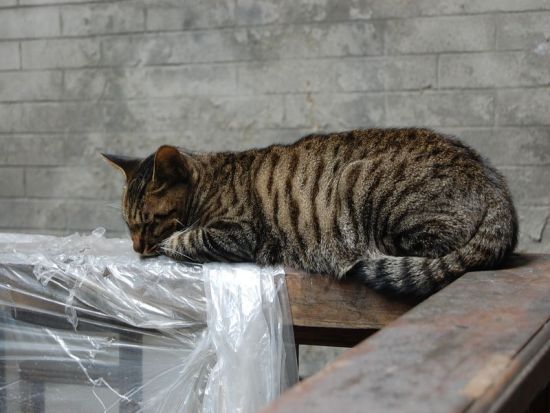 在阆中某个古院猫趴着扶手睡着了