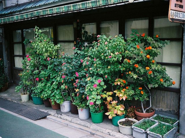 日本随拍斜阳花树 寻常巷陌日式家（组图） 