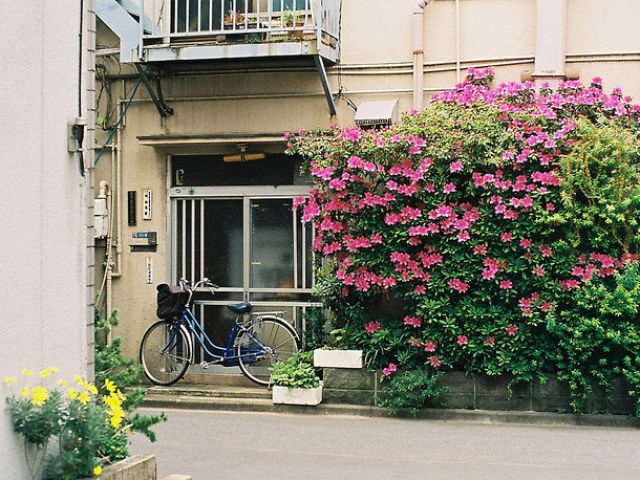 日本随拍斜阳花树 寻常巷陌日式家（组图） 