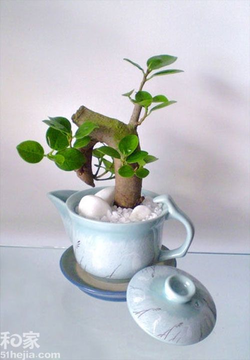 14个创意小盆栽 室内植物巧作装饰（图） 