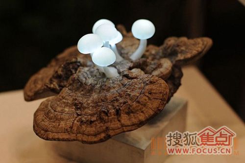 创意家居小物 超萌的蘑菇造型LED灯（组图） 