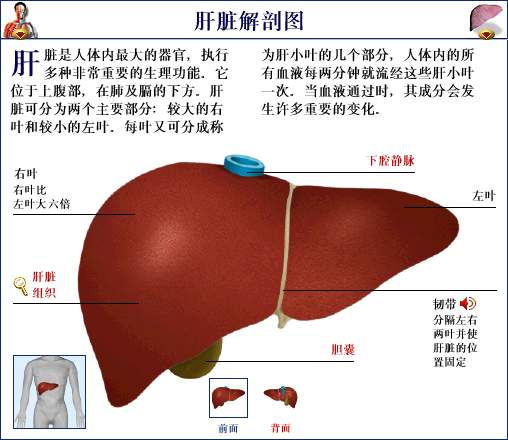 肝脏形状位置图