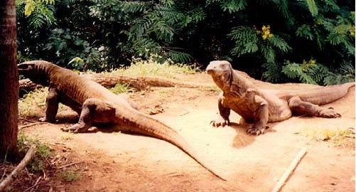 世界上最大的蜥蜴-科摩多龙