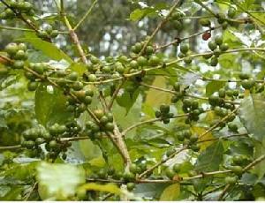 科纳咖啡生长环境