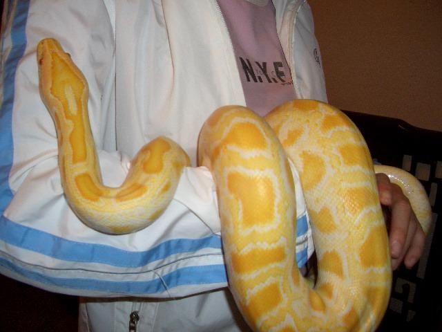 另类宠物 黄金蟒蛇 你能接受它吗 2011-04-24