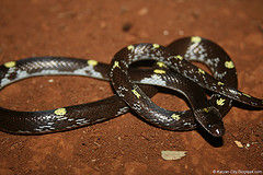 黄斑白环蛇   Lycodon flavomaculatus