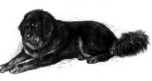 此獒名叫Siring,Wales王子1874年代入英国两只藏獒中的一只，1881年绘制，见于伦敦Kynos出版社的“the  German  dogs”《德国的犬》