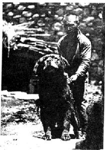 该图片摄于1929年8月，取自“亚洲”杂志，作者是J.N.Andres。文字描述：“藏獒是难以置信的凶猛和布满野性。这只长毛黑色的藏獒激起掠夺者内心的恐惊。”