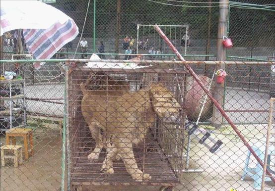 关在笼里的狮子