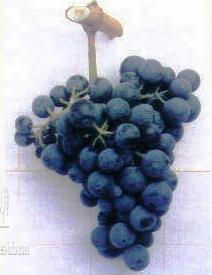 Rufete Grape