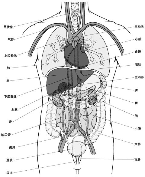 人体肝脏 位置图图片