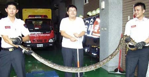 怪事！3公尺大蟒蛇钻进洗衣机内睡觉