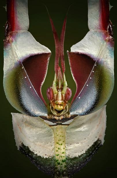 史前螳螂有多大图片