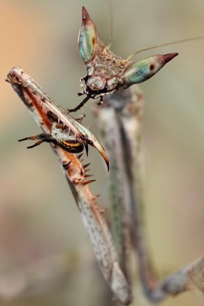 微距镜头下的奇妙昆虫:巨型盾螳螂表演功夫