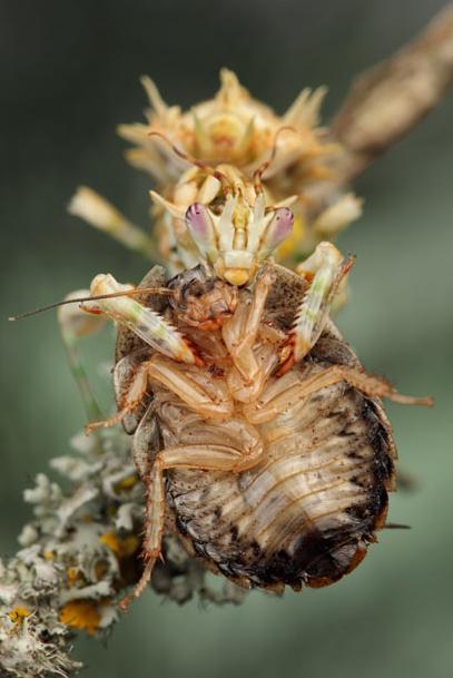 微距镜头下的奇妙昆虫:巨型盾螳螂表演功夫