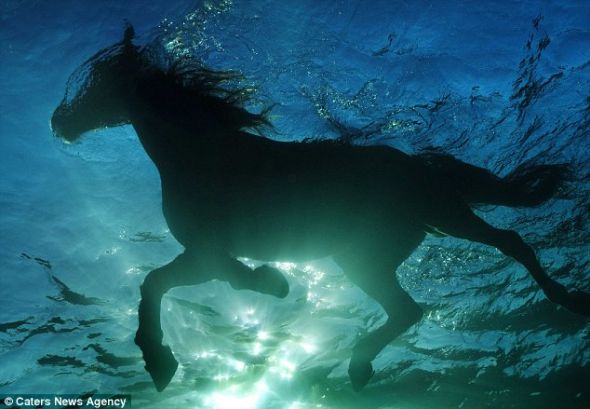 这些令人难以置信的图片显示，阳光照射在正在游泳的马身上