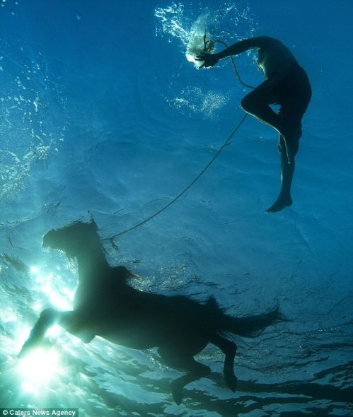 教练会与马儿一起下水游泳，他们发现水下训练是一项特别艰巨的任务