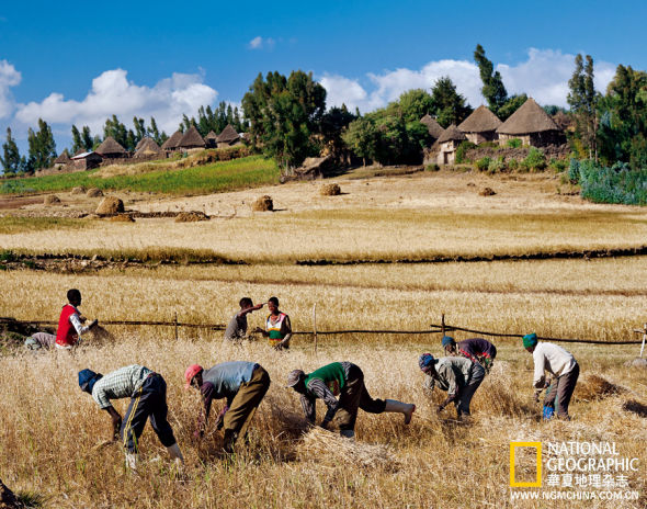 在埃塞俄比亚首都亚的斯亚贝巴东北方的一片坡地农场中，劳作者用镰刀收割燕麦，把麦穗堆积起来。他们手里的工具固然古拙，脑袋里却拥有喂养这颗拥挤星球所不可或缺的知识。
