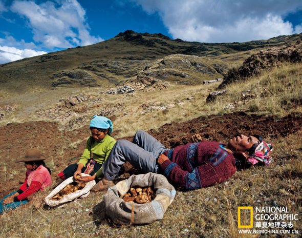 安第斯山区的农夫祖祖辈辈都深谙种田之道，自有方法预先预防气候的变迁和突如其来的疫病：如果连阡累陌都栽同一个品种的粮食，一遭灾害免颗粒无收；如果在不同地点的很多片田地里分别种上几百个品种的庄稼，就稳妥得多。在秘鲁的潘帕拉克塔乡间，农夫马里亚诺正跟家人一起在收获土豆的间歇中休憩。