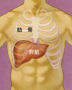 人体肝脏位置图图片