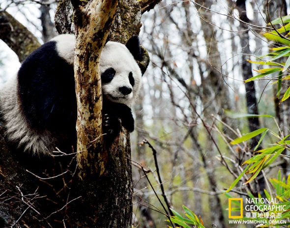 秦岭大熊猫在头骨、牙齿、毛色等方面与四川大熊猫有别，被认为是更接近于始熊猫的一支，分类学上称其为大熊猫秦岭亚种。目前世界仅存大熊猫1590只左右，其中秦岭亚种的数量为273只。