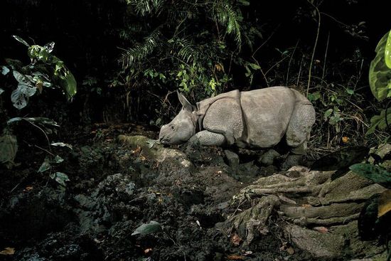 印度卡齐兰加国家公园:有杀人执照的动物保护区