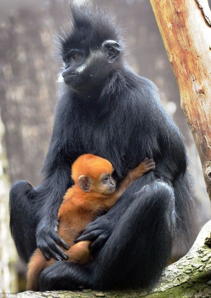 第一次做妈妈的“露露”(一只罕见的佛朗索瓦叶猴)与宝宝“坦戈”偎依在一起。“坦戈”是在伦敦动物园出生的，一身姜黄色毛发