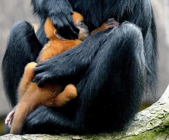 由于栖息地遭到破坏，佛朗索瓦叶猴被列为极度濒危物种。“坦戈”的降生让动物园工作人员异常快乐